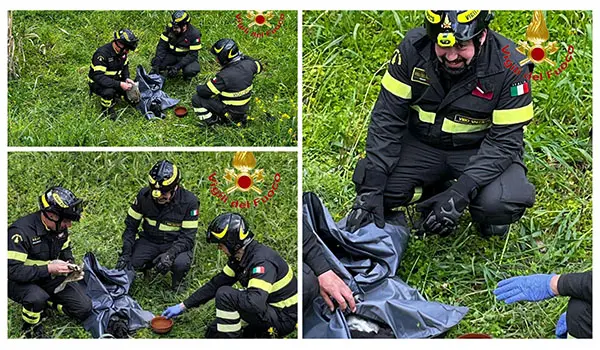 Cane investito salvato dai Vvf nel Vibonese: intervento a Limbadi